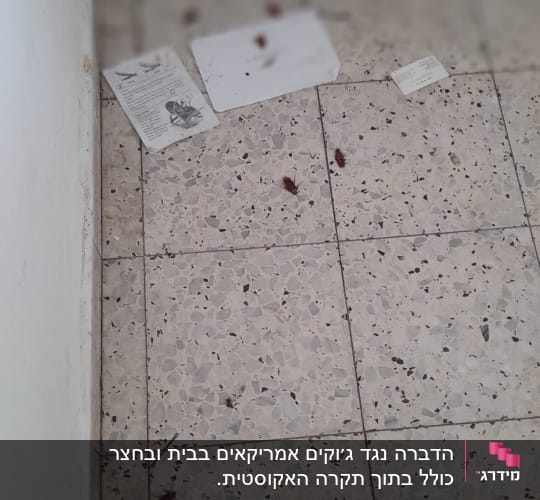 ג